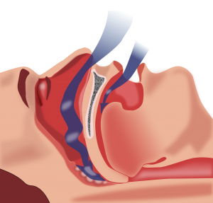 respiratory system